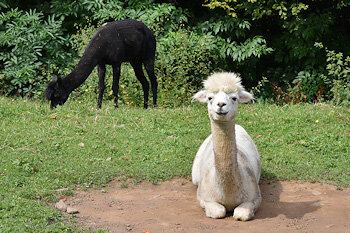 Lama