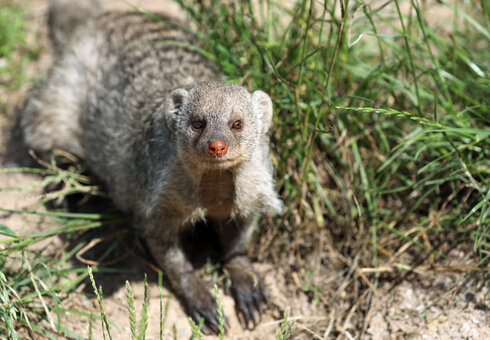 Erdmännchen