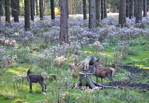 Wildtierbeobachtung im Thüringer Wald