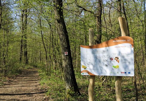 Waldpfad-Schlauer-Ux-natura-jenensis