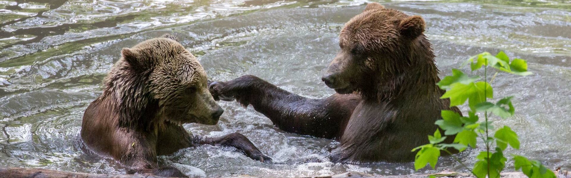 Alternativer Bärenpark Worbis