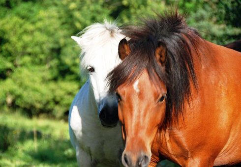 Bobby und Lumpi
