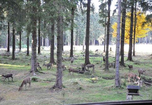 Wildtierbeobachtung im Thüringer Wald