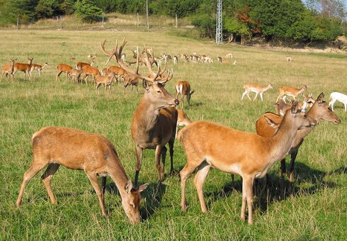 Hirsche im Wildgehege