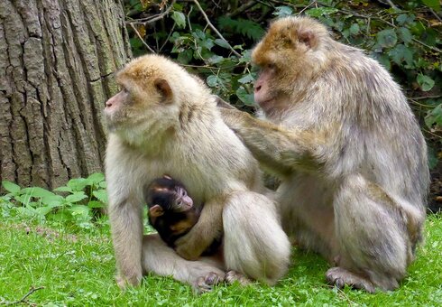 Affengehege im Tierpark Gera
