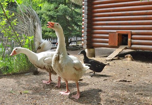 tierische Mitbewohner