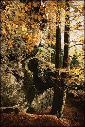 Felsenpartie im Dachsbachtal
