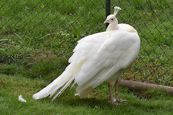 Perlhuhn