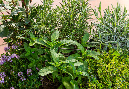 frische Kräuter aus dem Garten