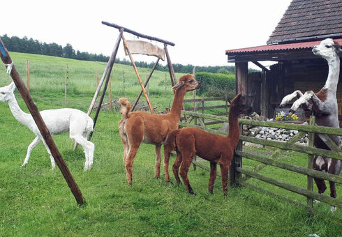 Alpaka Hof Kraft