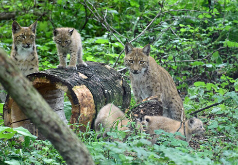 Wildkatzendorf Hütscheroda