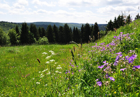 Ausblick direkt vorm Ferienhaus