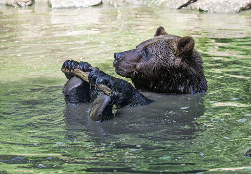 Alternativer Bärenpark