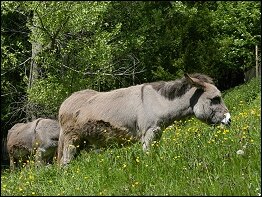 Tierpark Suhl