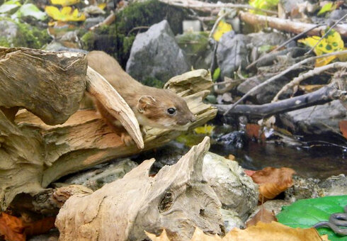Haus der Natur Goldisthal