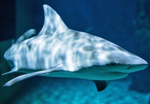 Erlebnispark Meeresaquarium