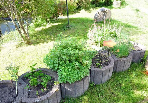 täglich frische Kräuter