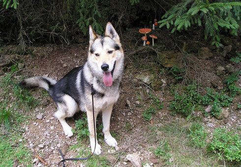 Hund der Familie Zschenker