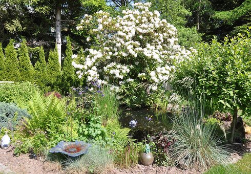 blühender Rhododendron