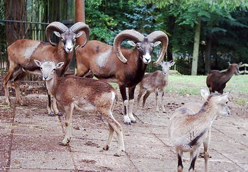 Mufflons im Tierpark Gera