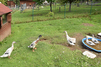 Gänse