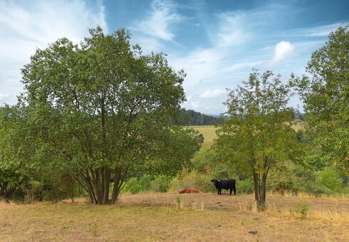 Blick vom Grundstück