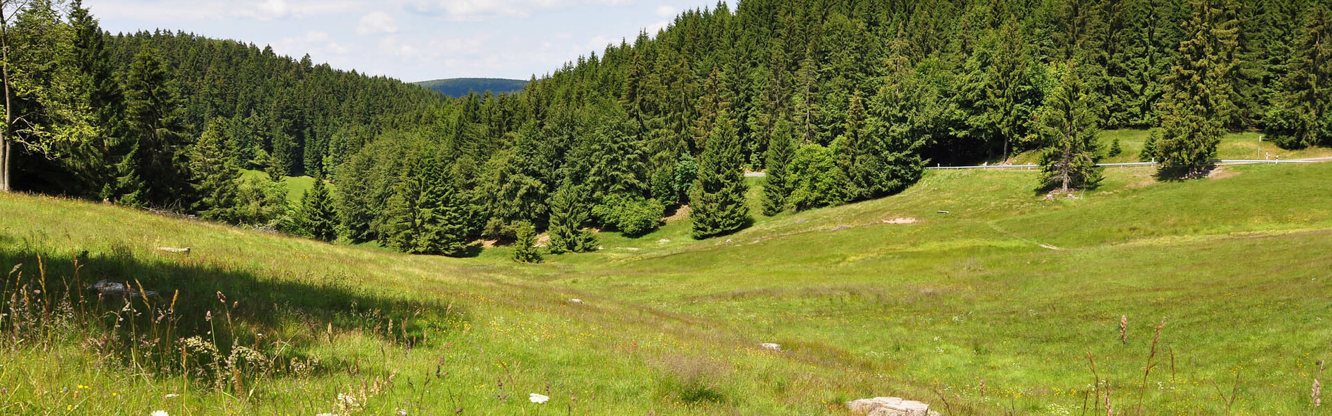 Bergwiese im Thüringer Wald