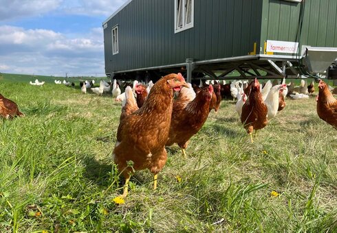 glückliche Hühner