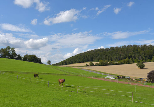 Landschaft mit Pferden