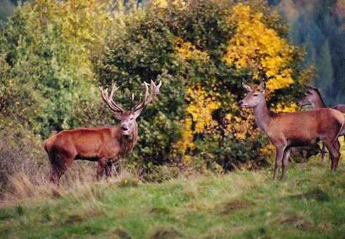 Wild am Forsthaus Kanzlersgrund