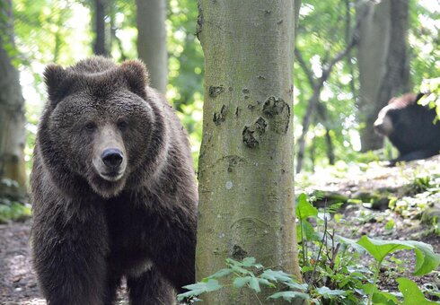 Alternativer Bärenpark Worbis