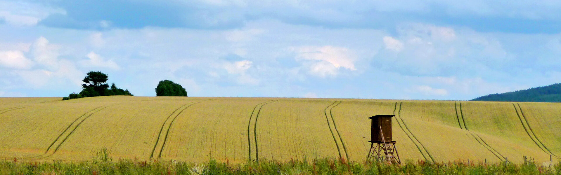 Feld bei Gräfenroda