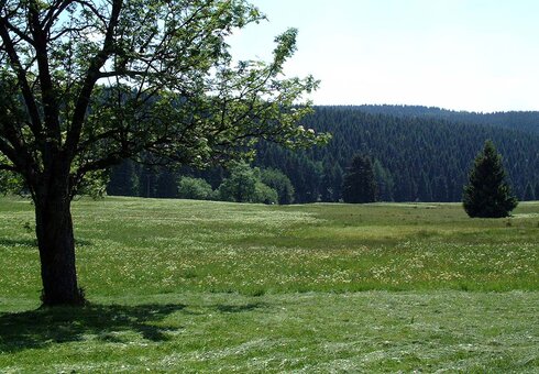 Der Thüringer Wald