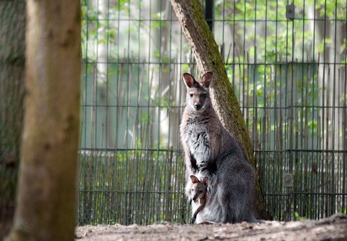 Benettkänguru