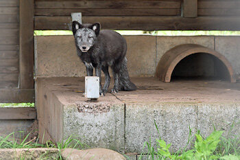 Polarfuchs
