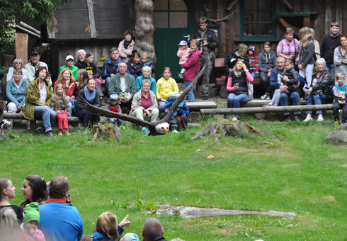 Falknerei am Rennsteig