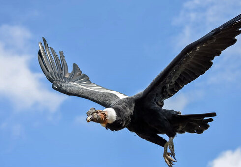 Adler- und Falkenhof Schütz