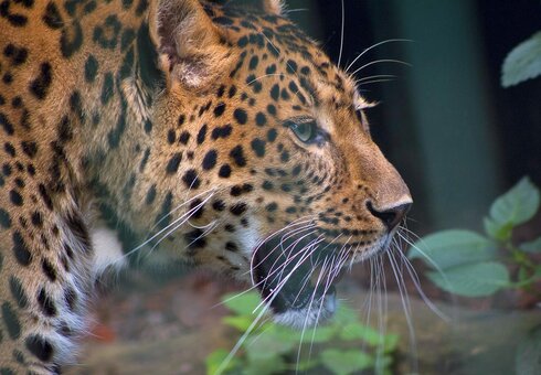 Leopard