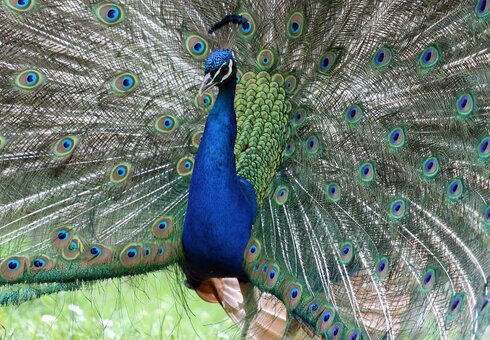 Pfau