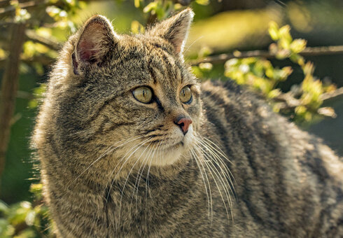 Wildkatzendorf Hütscheroda