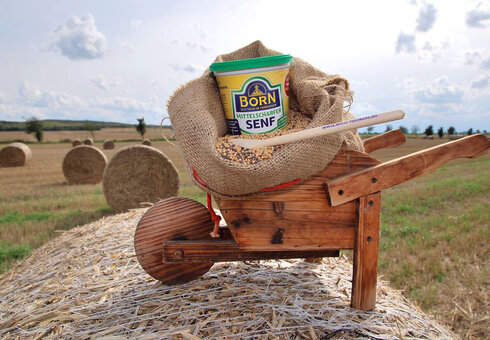 Born Senf-Ernte in Thüringen