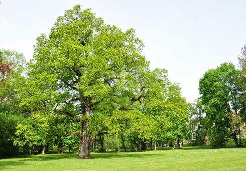 Schlosspark in Hildburghausen