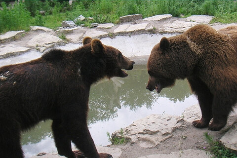 Bären im Tierpark Possen