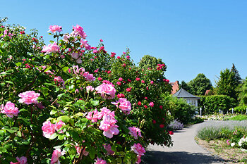 Rosengarten in Bad Langensalza