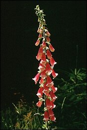Digitalis purpurea