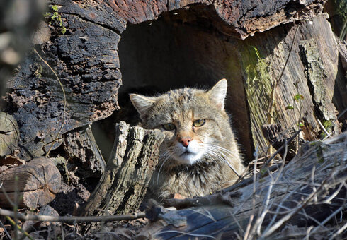 Wildkatzendorf Hütscheroda