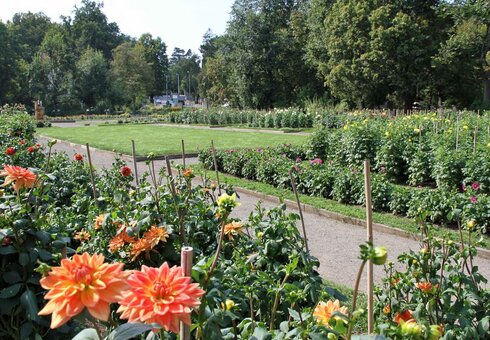 Dahliengarten (© Foto: Monique Hubka)