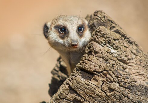 Erdmännchen
