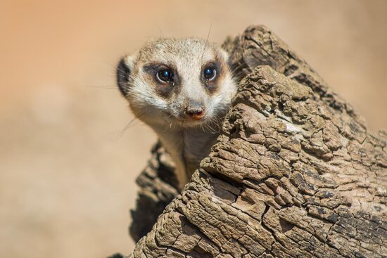 Erdmännchen