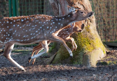 Hirschkalb mit Mutter